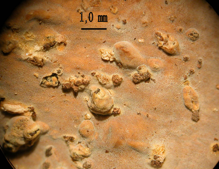 RitrovamentoAdel18.11.11sotto Quercia(Xylobolus subpileatus)